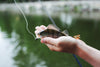 Urban Fishing: Angling Adventures in the Heart of the City - BUZZERFISH